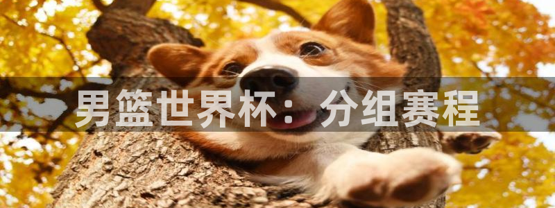 女足世界杯直播在线观看免费高清:男篮世界杯:分组赛程